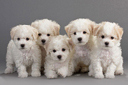 older bichon frise for sale