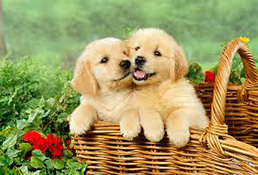 Golden Retriever Puppies For Sale Miami Gorgeous Puppies