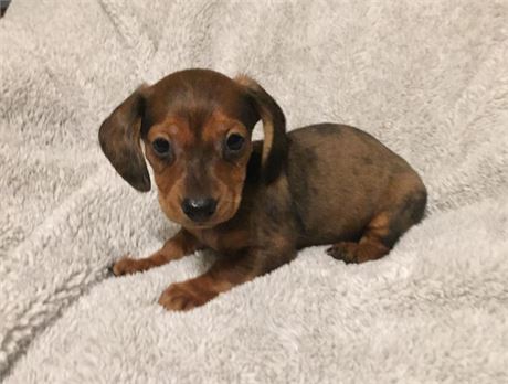 Puppies Available | Gorgeous Puppies